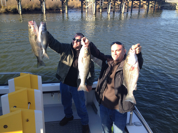 11-10-13 Chesapeake Charter Fishing !