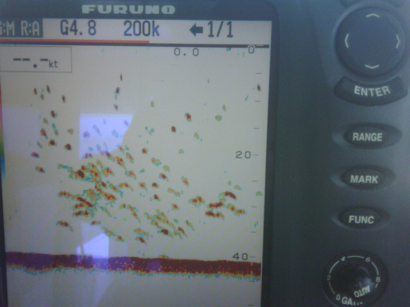 Fish finder view just before the rods bend !