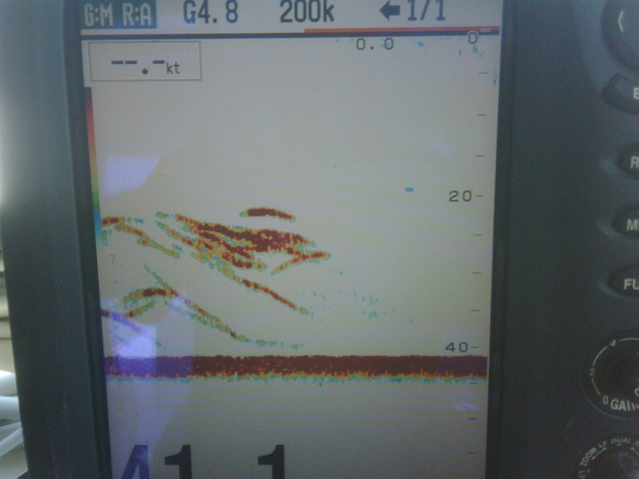 Another fish finder view just before the rods bend