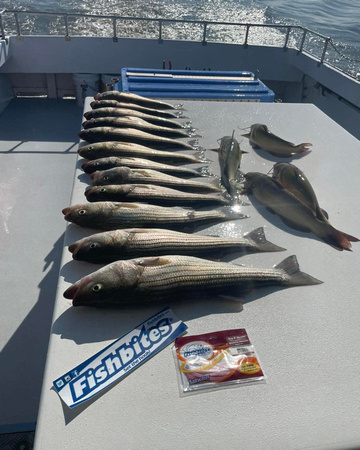 Another shoutout to Fishbites. Chesapeake bay charter fishing
